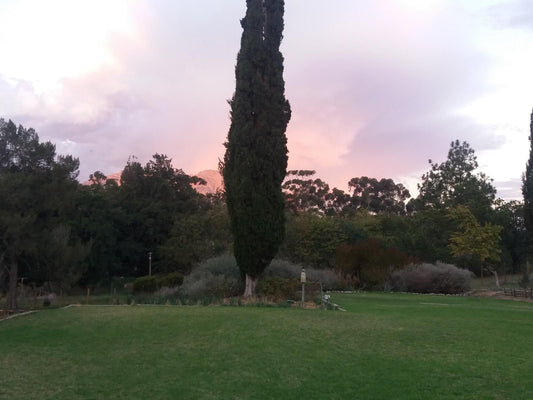 Slaley Country House Stellenbosch Western Cape South Africa Complementary Colors, Palm Tree, Plant, Nature, Wood