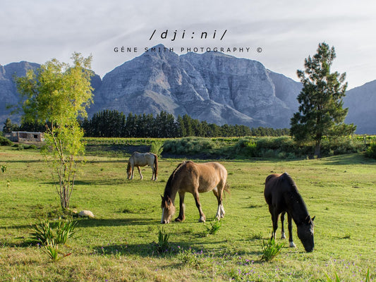 Slanghoek Mountain Resort Rawsonville Western Cape South Africa Mountain, Nature