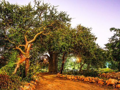 Sleepover Beitbridge, Plant, Nature, Tree, Wood