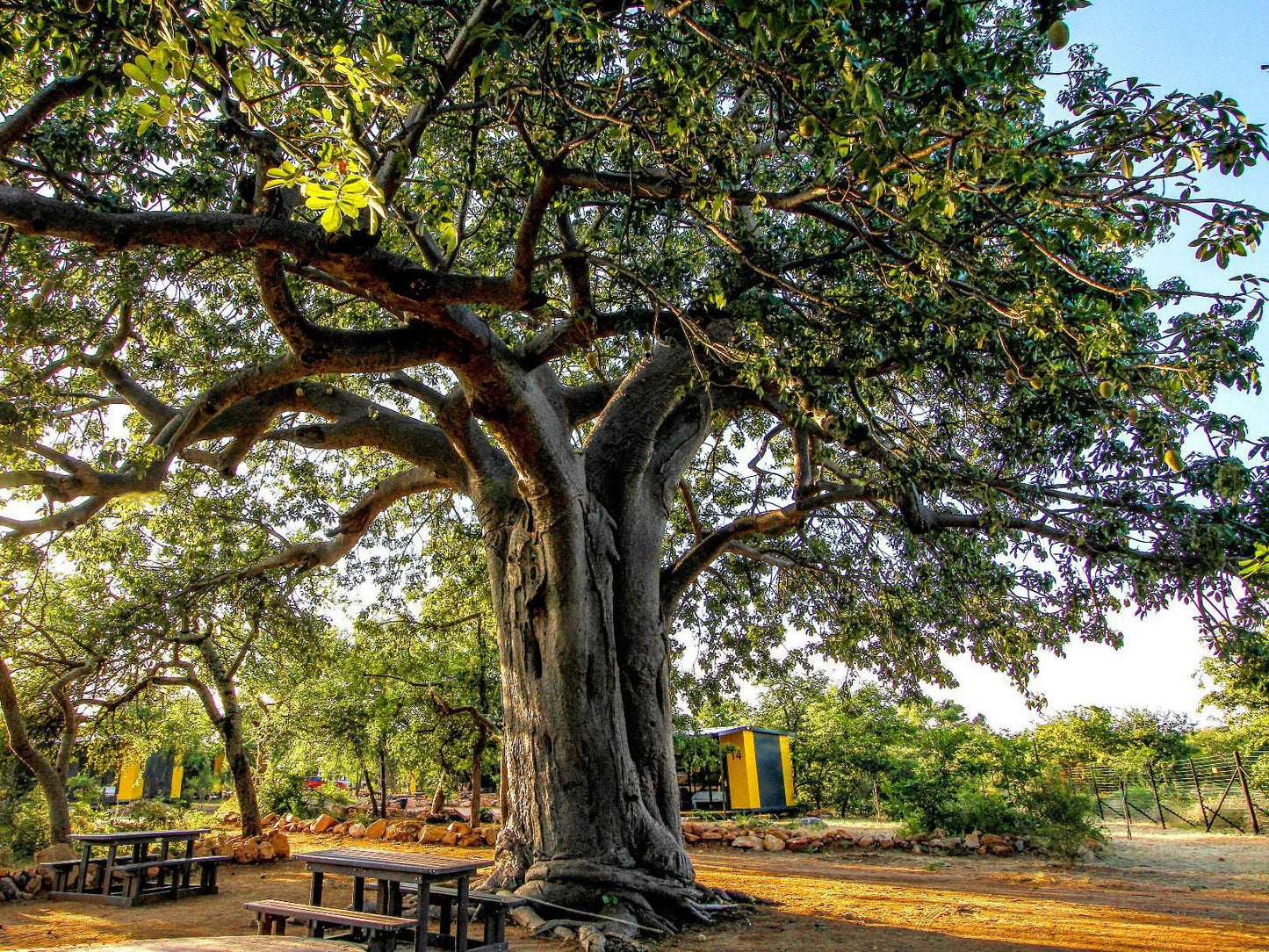 Sleepover Beitbridge, Plant, Nature, Tree, Wood