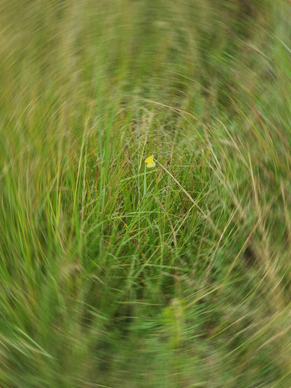 Slievyre Game Farm Estcourt Kwazulu Natal South Africa Field, Nature, Agriculture, Meadow, Plant