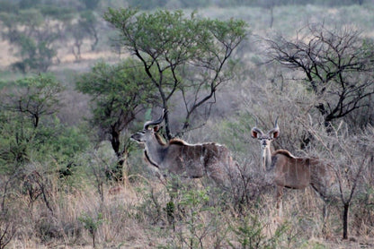 Slievyre Game Farm Estcourt Kwazulu Natal South Africa Unsaturated, Animal