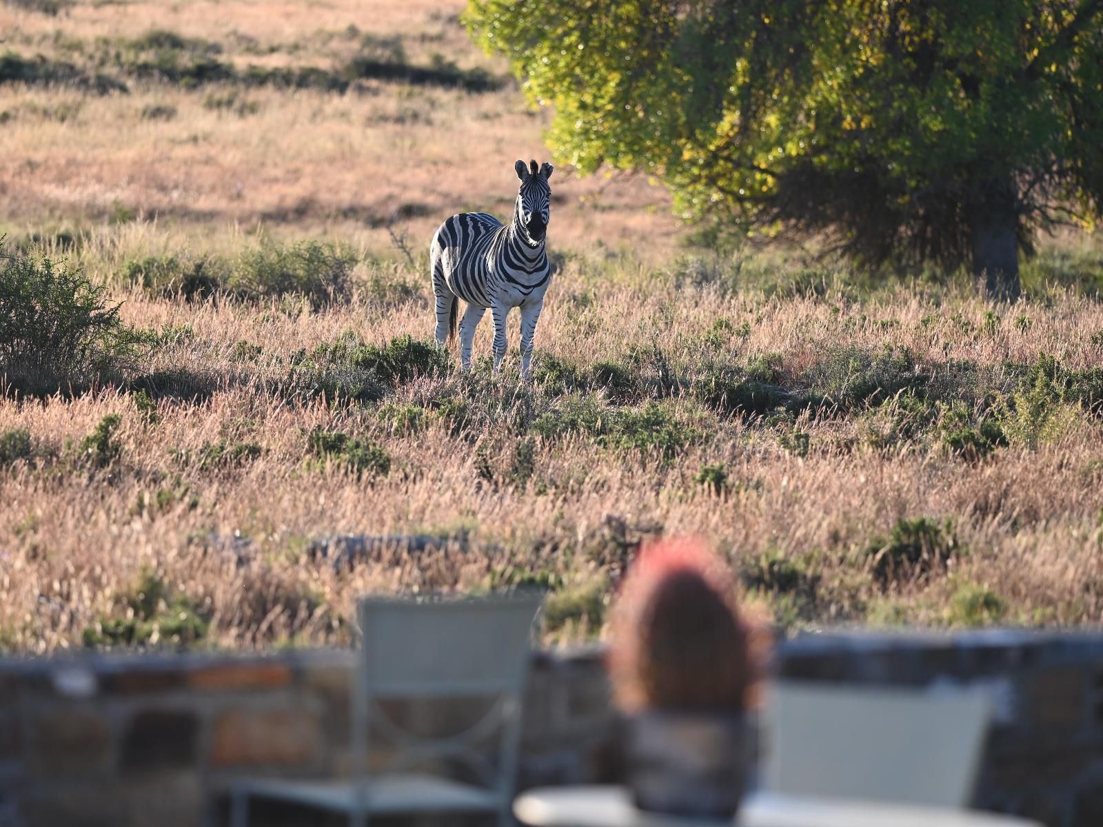 Sneeuberg Nature Reserve, Animal, Person