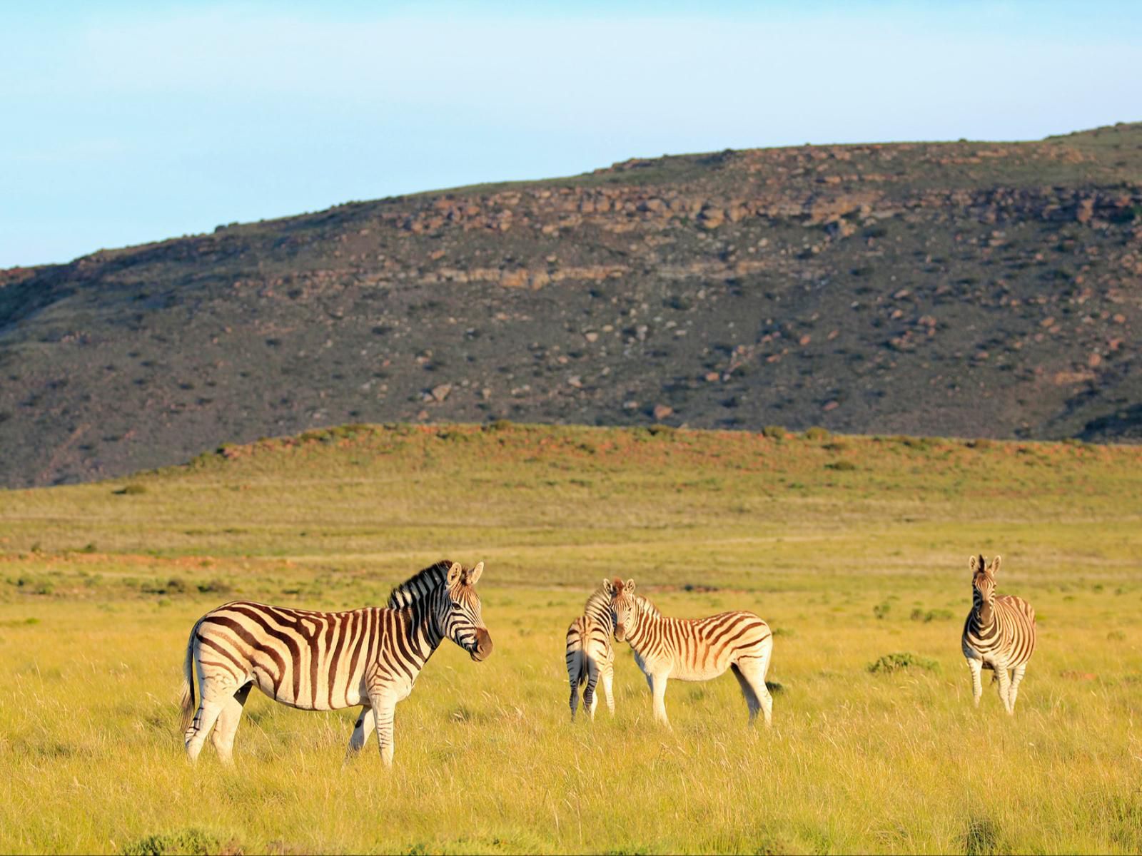 Sneeuberg Nature Reserve, Zebra, Mammal, Animal, Herbivore