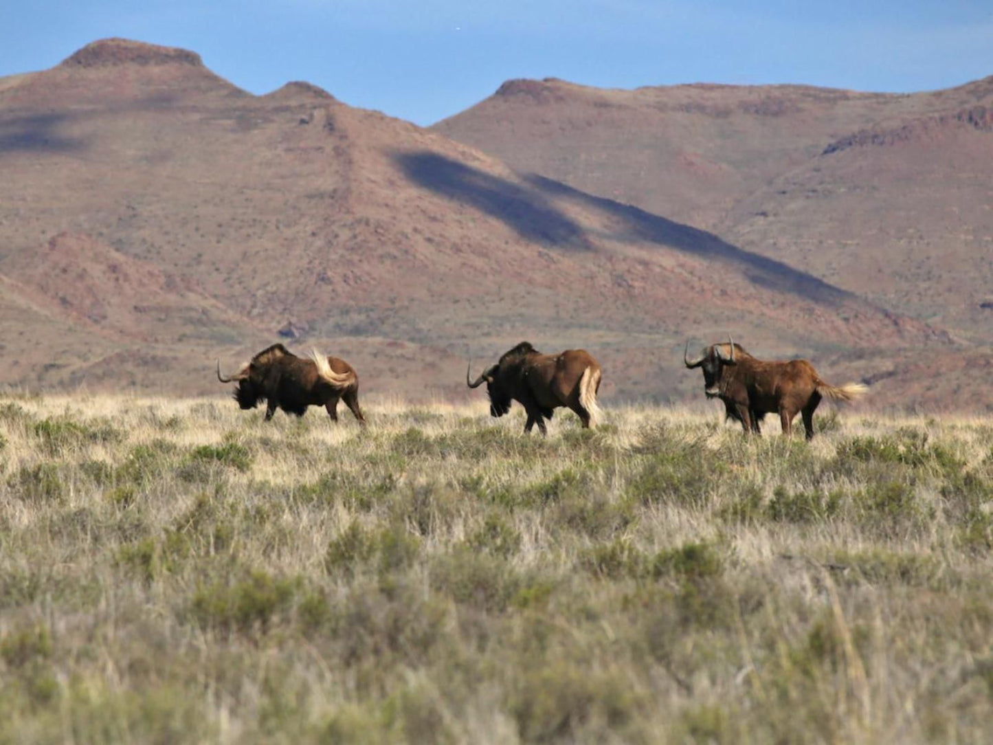 Sneeuberg Nature Reserve, Bison, Mammal, Animal, Herbivore