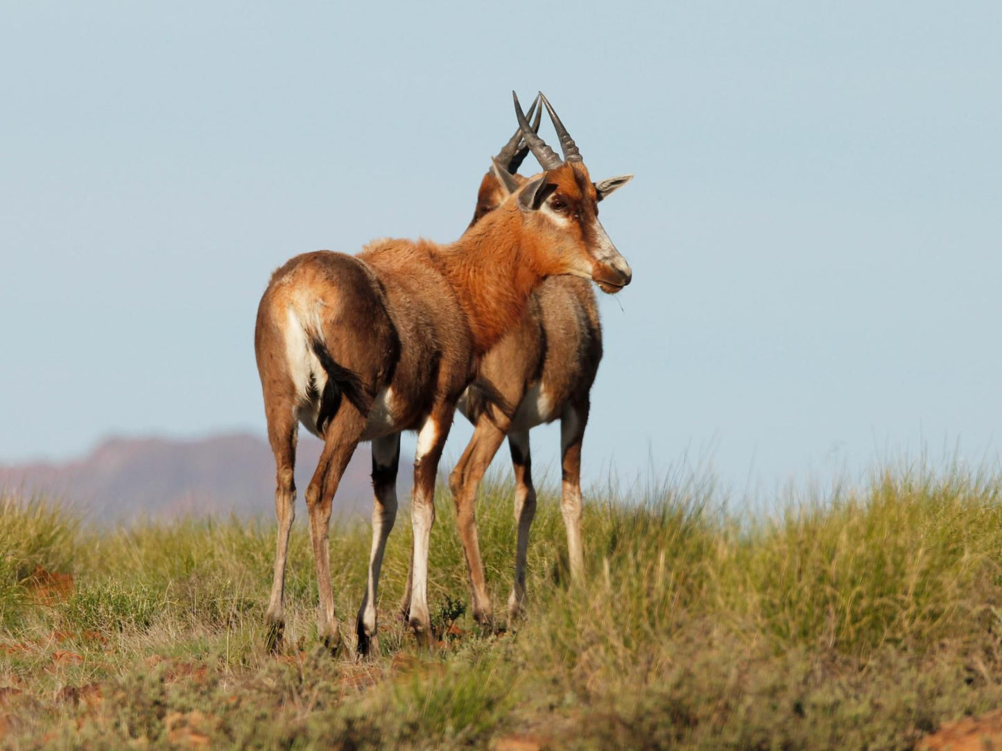 Sneeuberg Nature Reserve, Animal