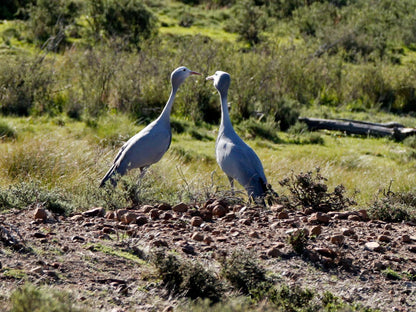 Sneeuberg Nature Reserve, Bird, Animal