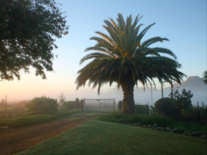 Sneezewood Farm Bandb Dundee Kwazulu Natal South Africa Palm Tree, Plant, Nature, Wood