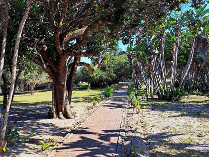 Sodwana Bay Lodge Sodwana Bay Kwazulu Natal South Africa Plant, Nature, Tree, Wood