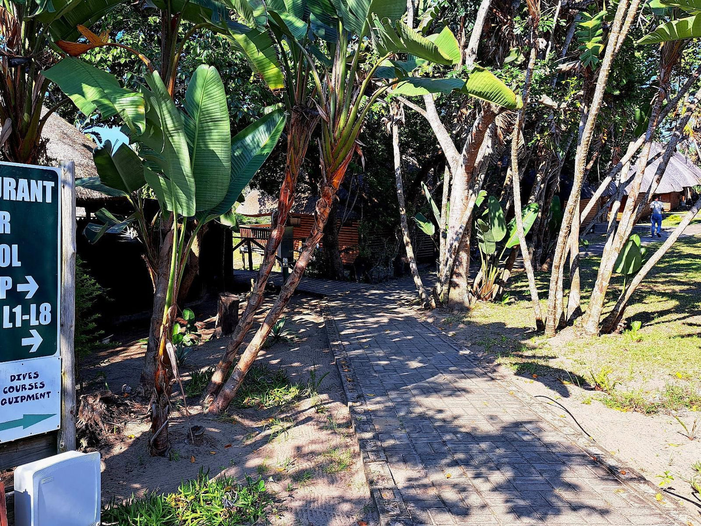 Sodwana Bay Lodge Sodwana Bay Kwazulu Natal South Africa Palm Tree, Plant, Nature, Wood, Tree, Garden