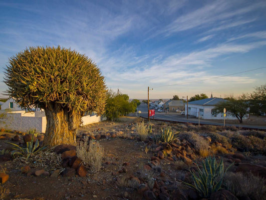 Soek N Slapie Williston Northern Cape South Africa Cactus, Plant, Nature, House, Building, Architecture, Palm Tree, Wood, Desert, Sand