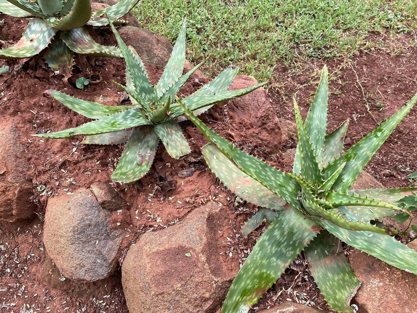 Soetvlei Guest Farm, Pineapple, Fruit, Food, Plant, Nature