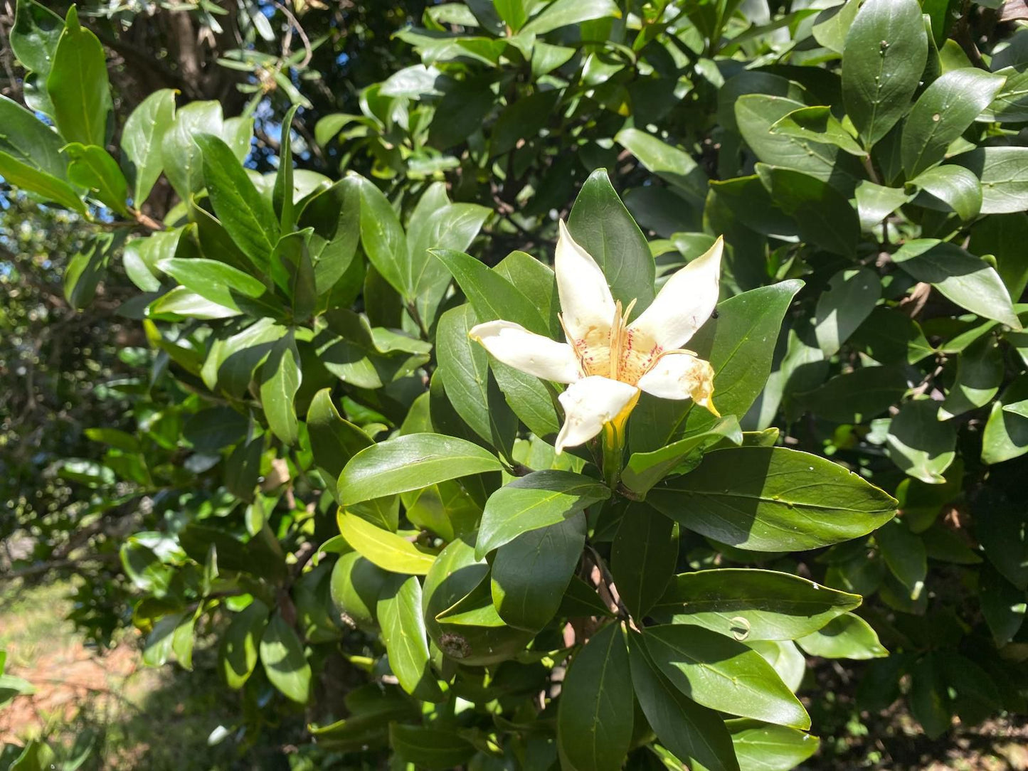 Soetvlei Guest Farm, Blossom, Plant, Nature, Flower