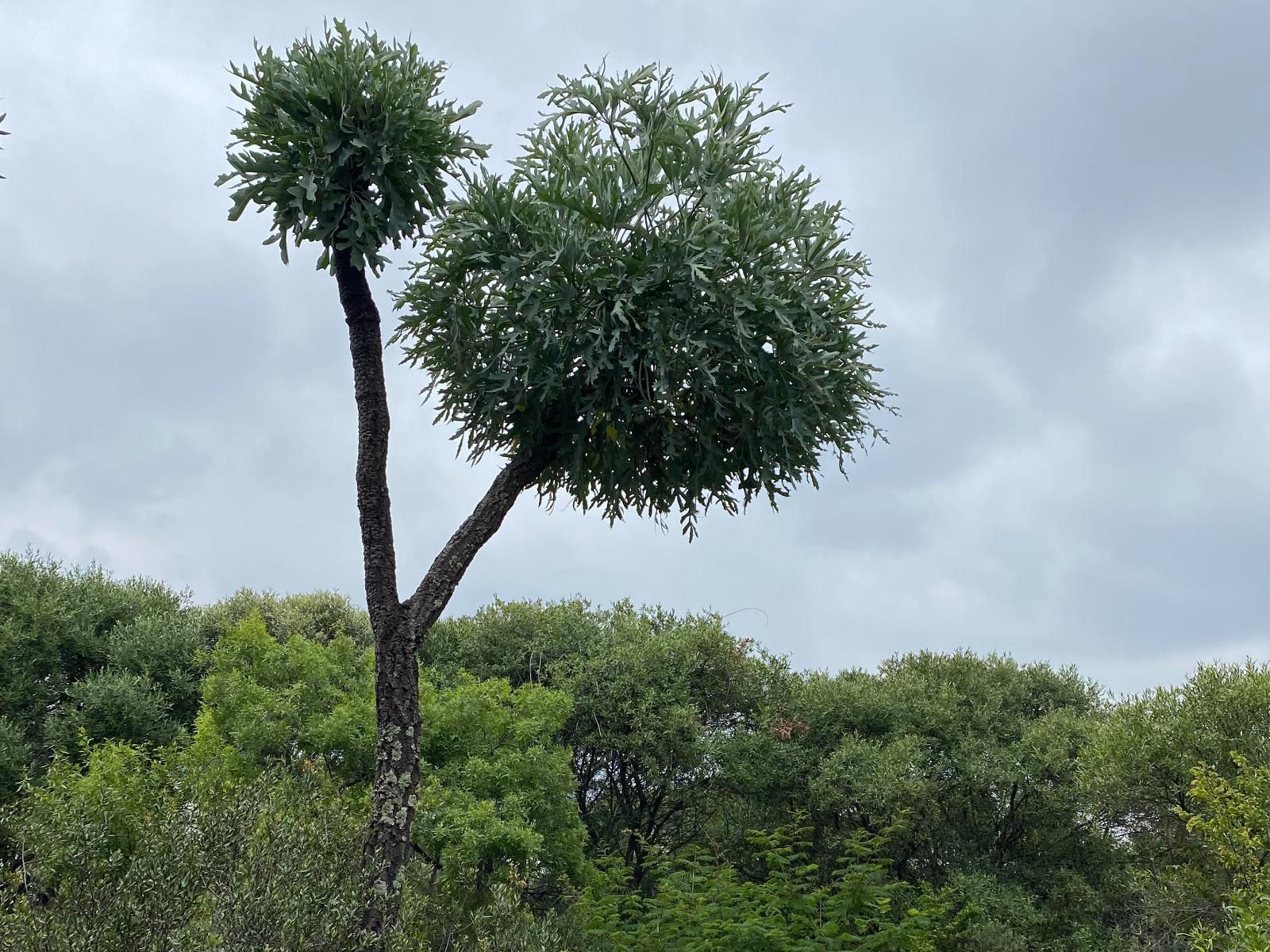 Soetvlei Guest Farm, Plant, Nature, Tree, Wood