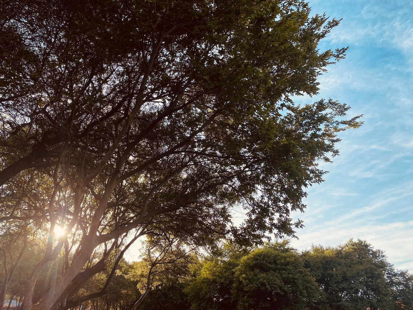 Soetvlei Tented Farm Camp Magaliesburg Gauteng South Africa Plant, Nature, Sky, Tree, Wood