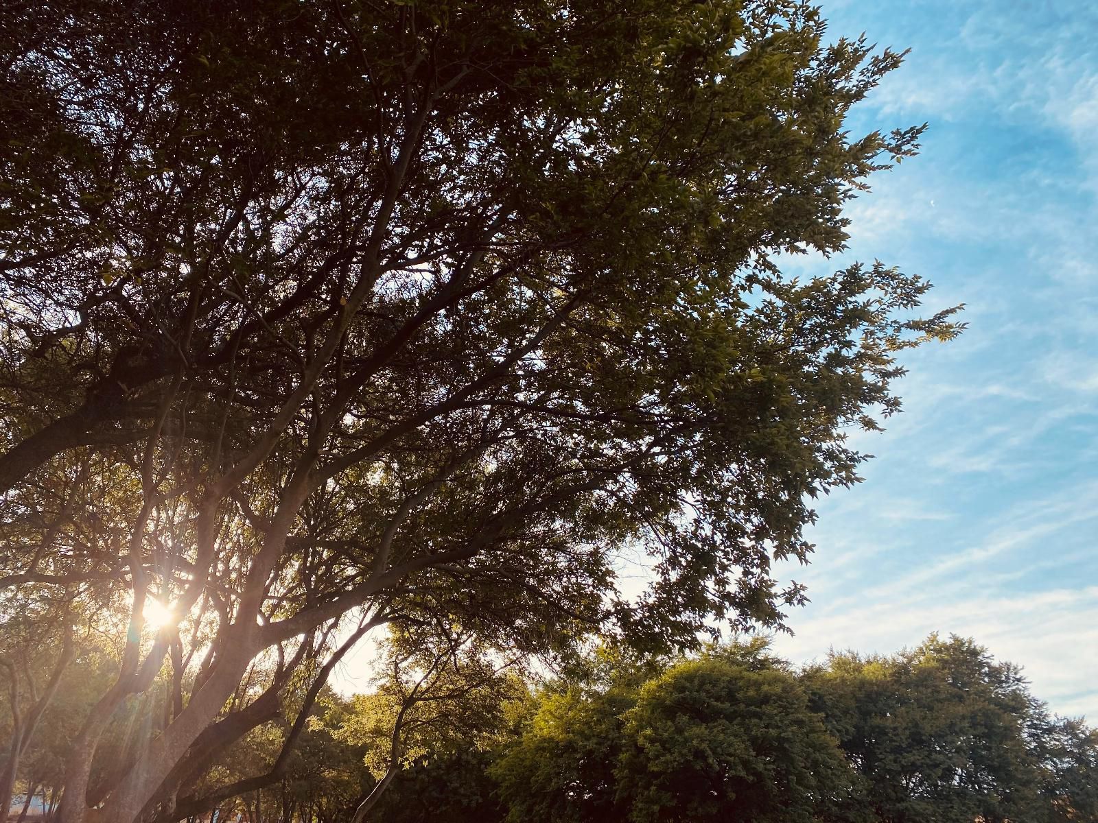 Soetvlei Tented Farm Camp Magaliesburg Gauteng South Africa Plant, Nature, Sky, Tree, Wood