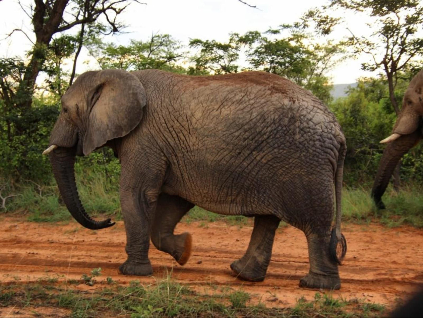 Sofala Lodge, Elephant, Mammal, Animal, Herbivore