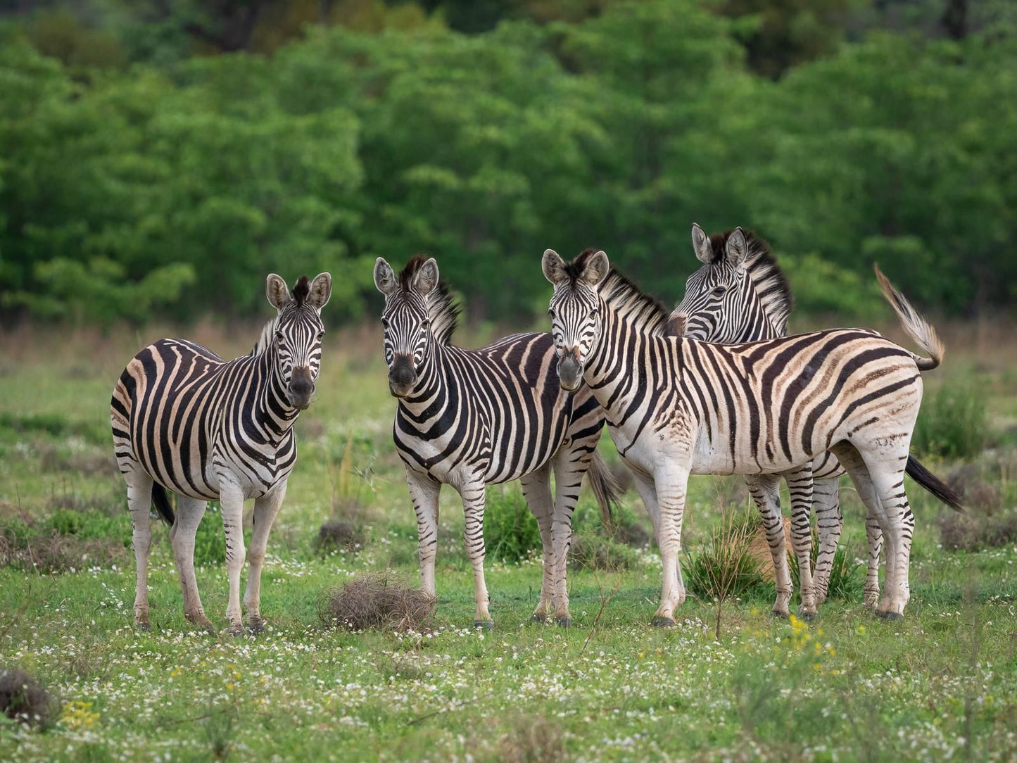 Sofala Lodge, Zebra, Mammal, Animal, Herbivore