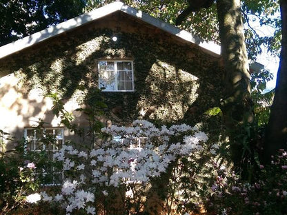 Softwaters Farm Guesthouse Makhado Louis Trichardt Limpopo Province South Africa Blossom, Plant, Nature, Building, Architecture, Cabin, House, Rose, Flower, Window, Framing, Garden