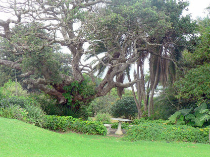 Sole S Leap Scottburgh South Scottburgh Kwazulu Natal South Africa Plant, Nature, Tree, Wood