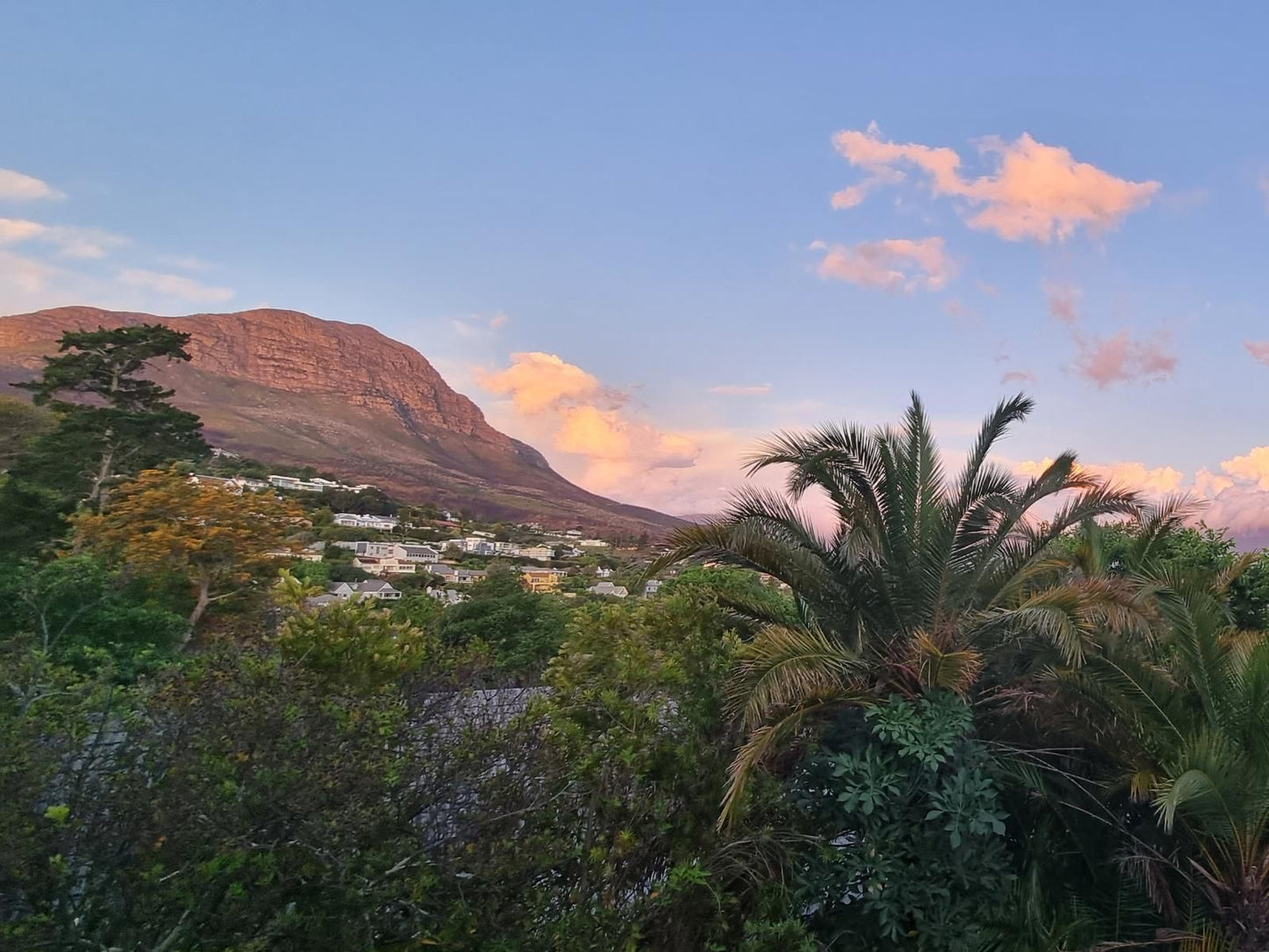 Somerzicht Guest House La Concorde Somerset West Western Cape South Africa Mountain, Nature, Palm Tree, Plant, Wood