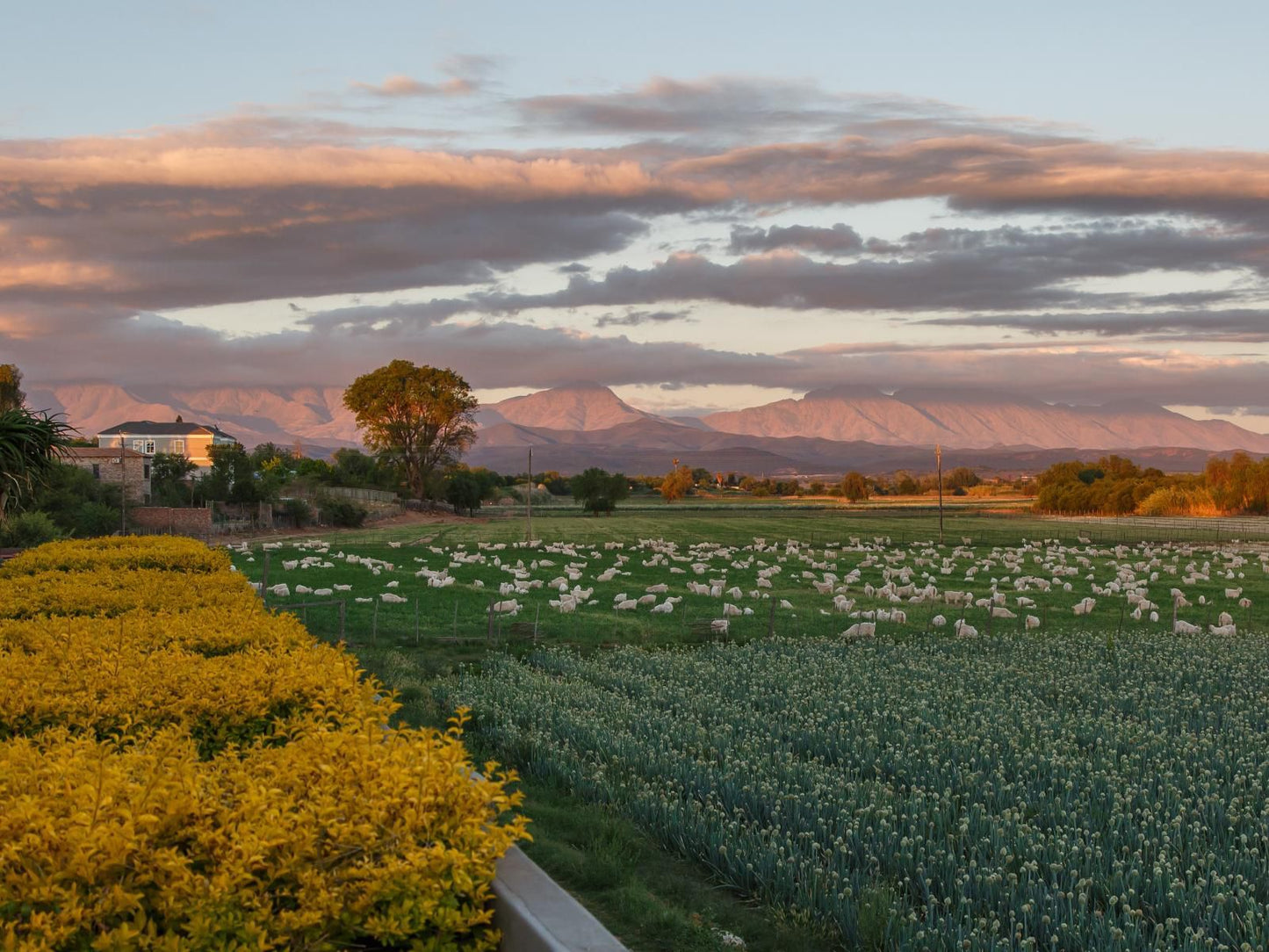 Sonas Boutique Hotel, Field, Nature, Agriculture