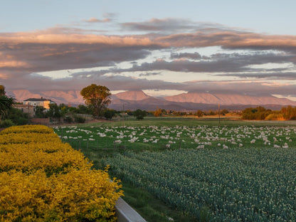 Sonas Boutique Hotel, Field, Nature, Agriculture