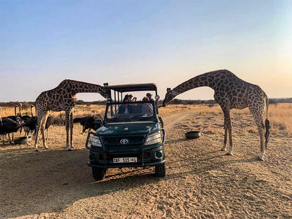 Sondela Nature Reserve And Spa Moselesele Tent Camp Bela Bela Warmbaths Limpopo Province South Africa Complementary Colors, Giraffe, Mammal, Animal, Herbivore, Silhouette, Desert, Nature, Sand, Car, Vehicle