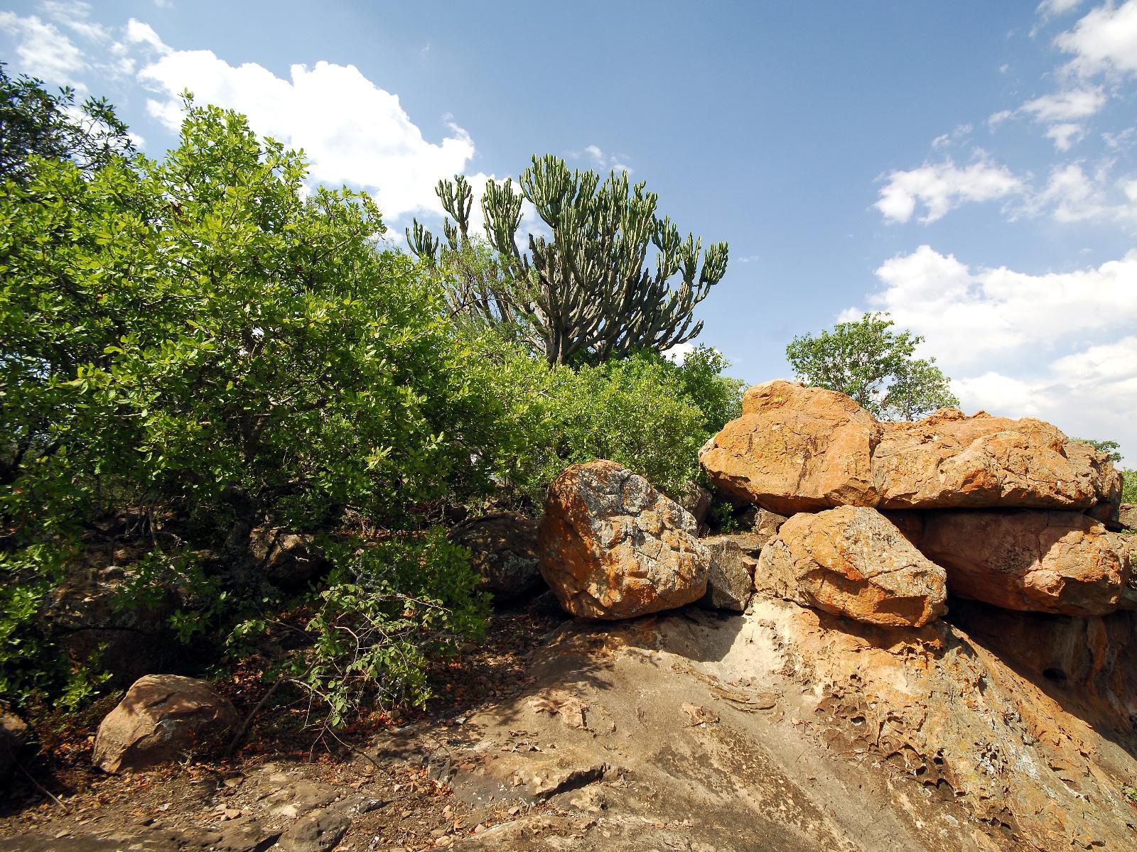 Sondela Nature Reserve And Spa Tambuki 4X4 Camp Bela Bela Warmbaths Limpopo Province South Africa Complementary Colors, Nature