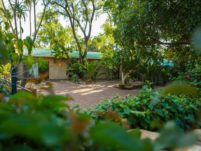 Sonneneck Guesthouse, Palm Tree, Plant, Nature, Wood, Garden