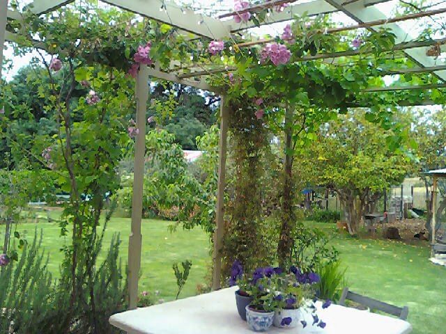 Sons Of The King Guesthouse De Rust Western Cape South Africa Blossom, Plant, Nature, Garden