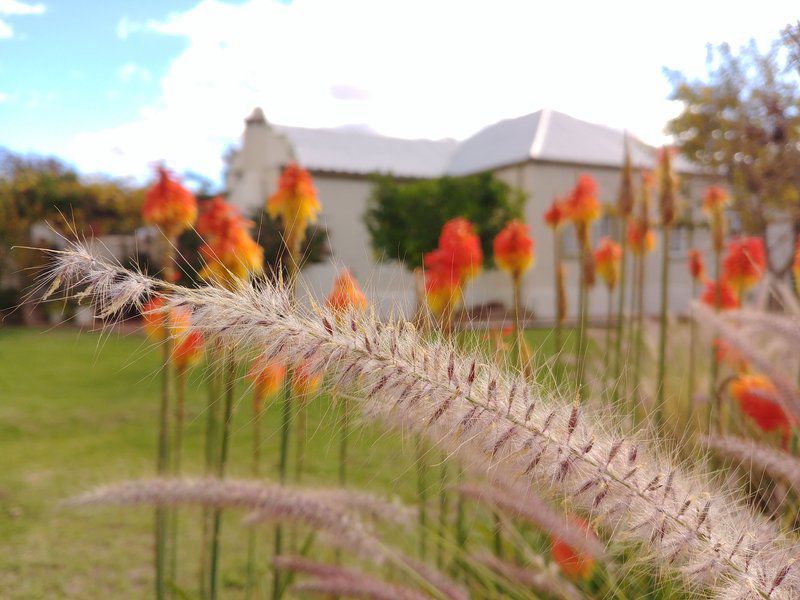Sons Of The King Guesthouse De Rust Western Cape South Africa Plant, Nature