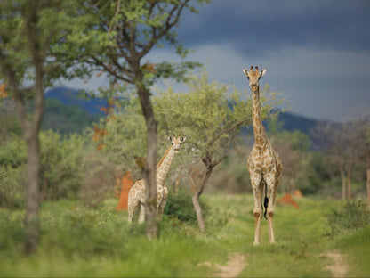 Sophienhof Lodge, Giraffe, Mammal, Animal, Herbivore