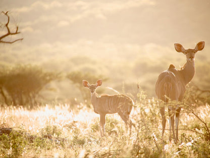 Sophienhof Lodge, Sepia Tones, Animal