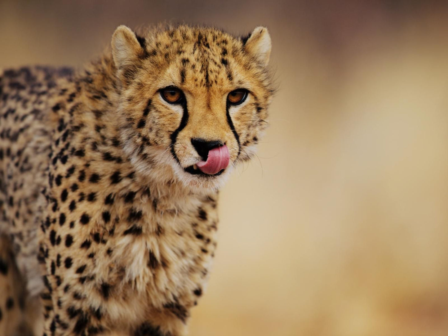 Sophienhof Lodge, Cheetah, Mammal, Animal, Big Cat, Predator