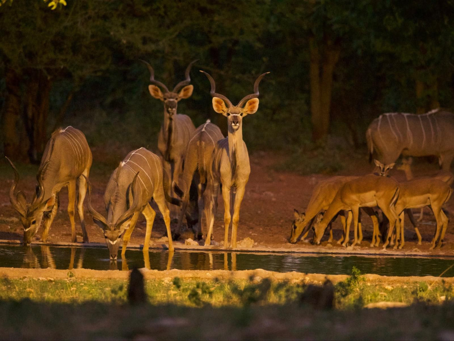 Sophienhof Lodge, Sepia Tones, Deer, Mammal, Animal, Herbivore