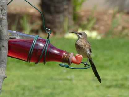 Sorgvry House Of Guests, Bird, Animal