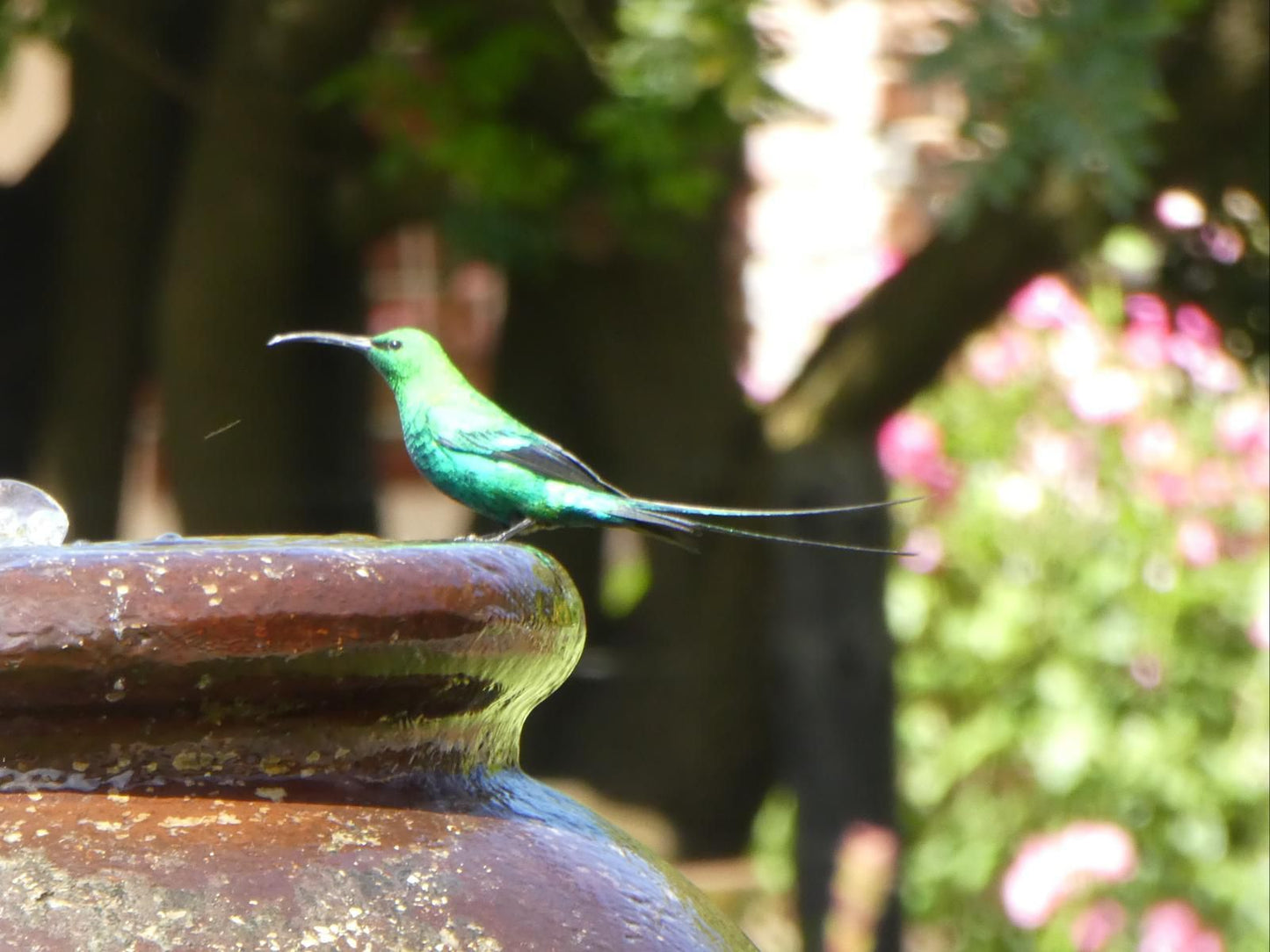 Sorgvry House Of Guests, Bird, Animal