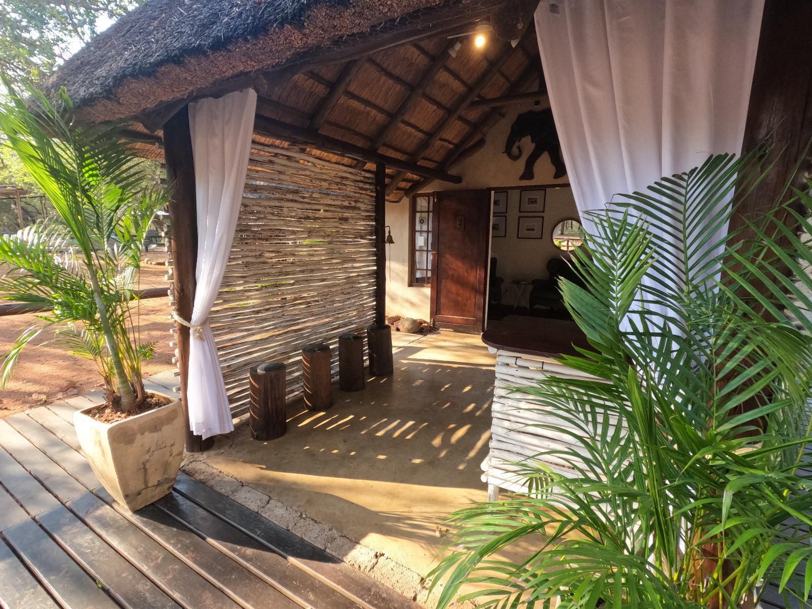 South Safari Lodge, Palm Tree, Plant, Nature, Wood