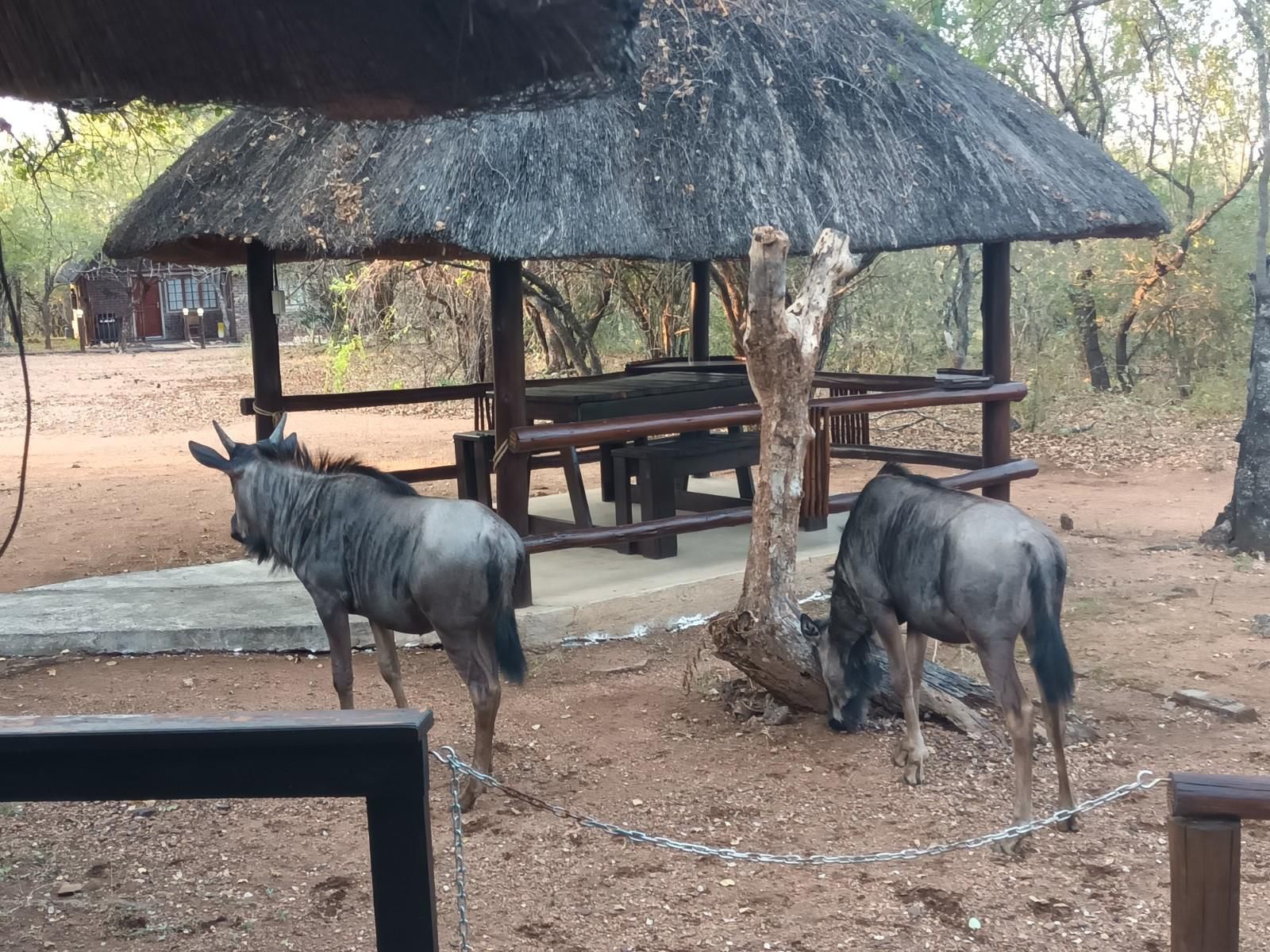 South Safari Lodge, Animal