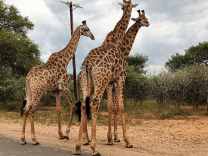 South Safari Lodge, Giraffe, Mammal, Animal, Herbivore