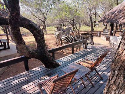 South Safari Lodge, Zebra, Mammal, Animal, Herbivore