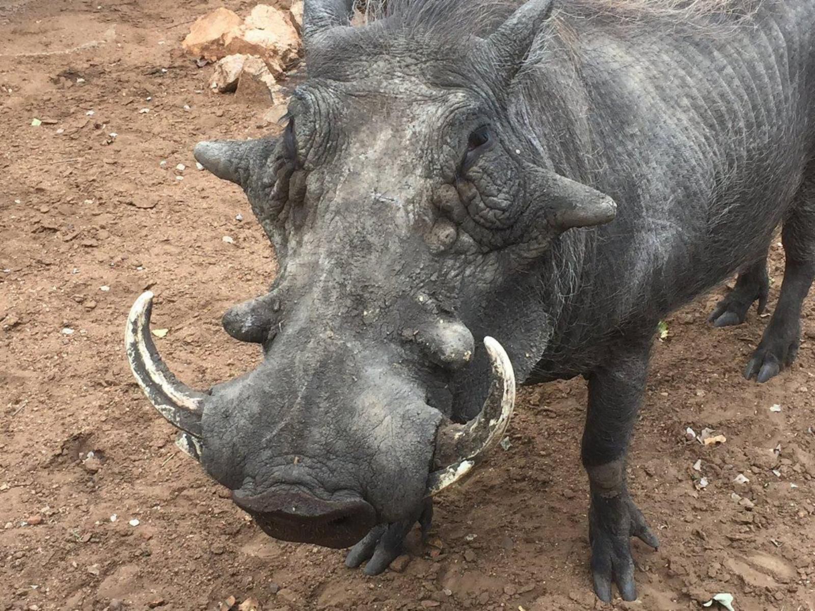 South Safari Lodge, Rhino, Mammal, Animal, Herbivore