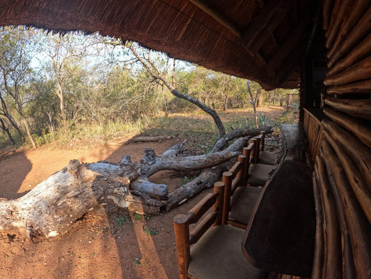 South Safari Lodge, Forest, Nature, Plant, Tree, Wood, Reptile, Animal, Ruin, Architecture, Framing