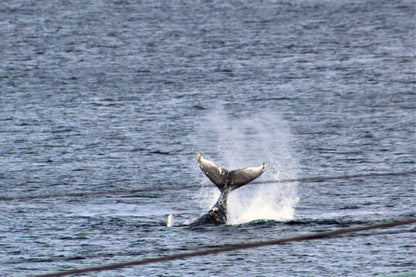 South Shore Harrier 202 Fish Hoek Cape Town Western Cape South Africa Whale, Marine Animal, Animal