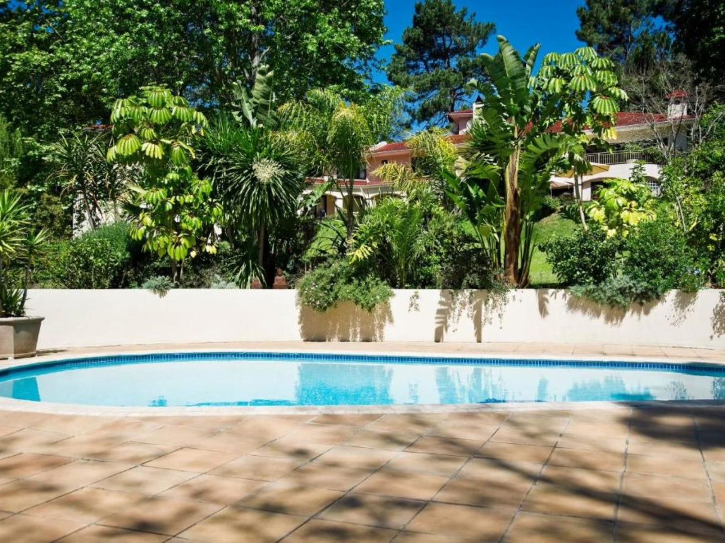 Southern Light Country House Constantia Heights Cape Town Western Cape South Africa Palm Tree, Plant, Nature, Wood, Garden, Swimming Pool