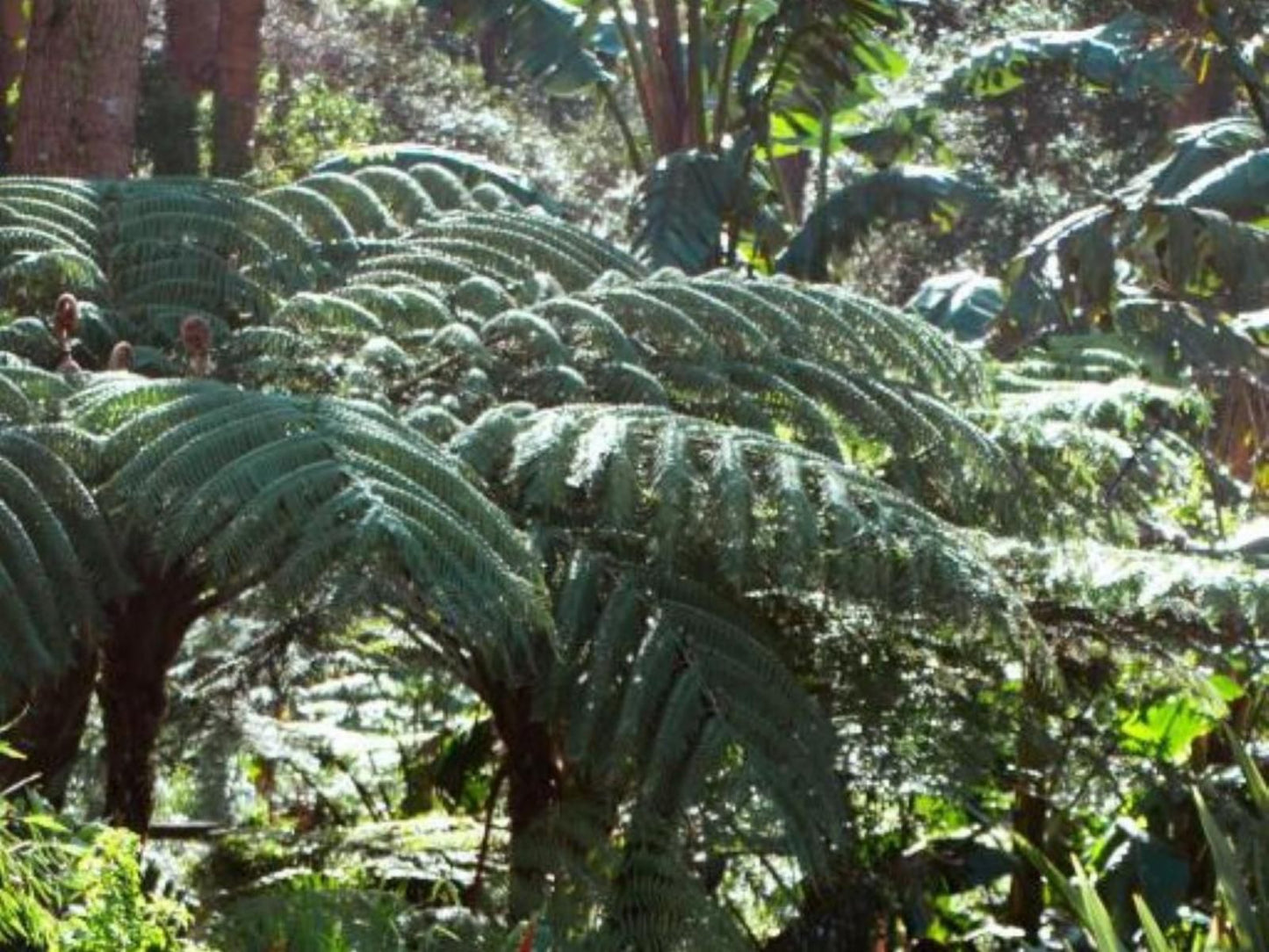 Southern Light Country House Constantia Heights Cape Town Western Cape South Africa Plant, Nature, Garden