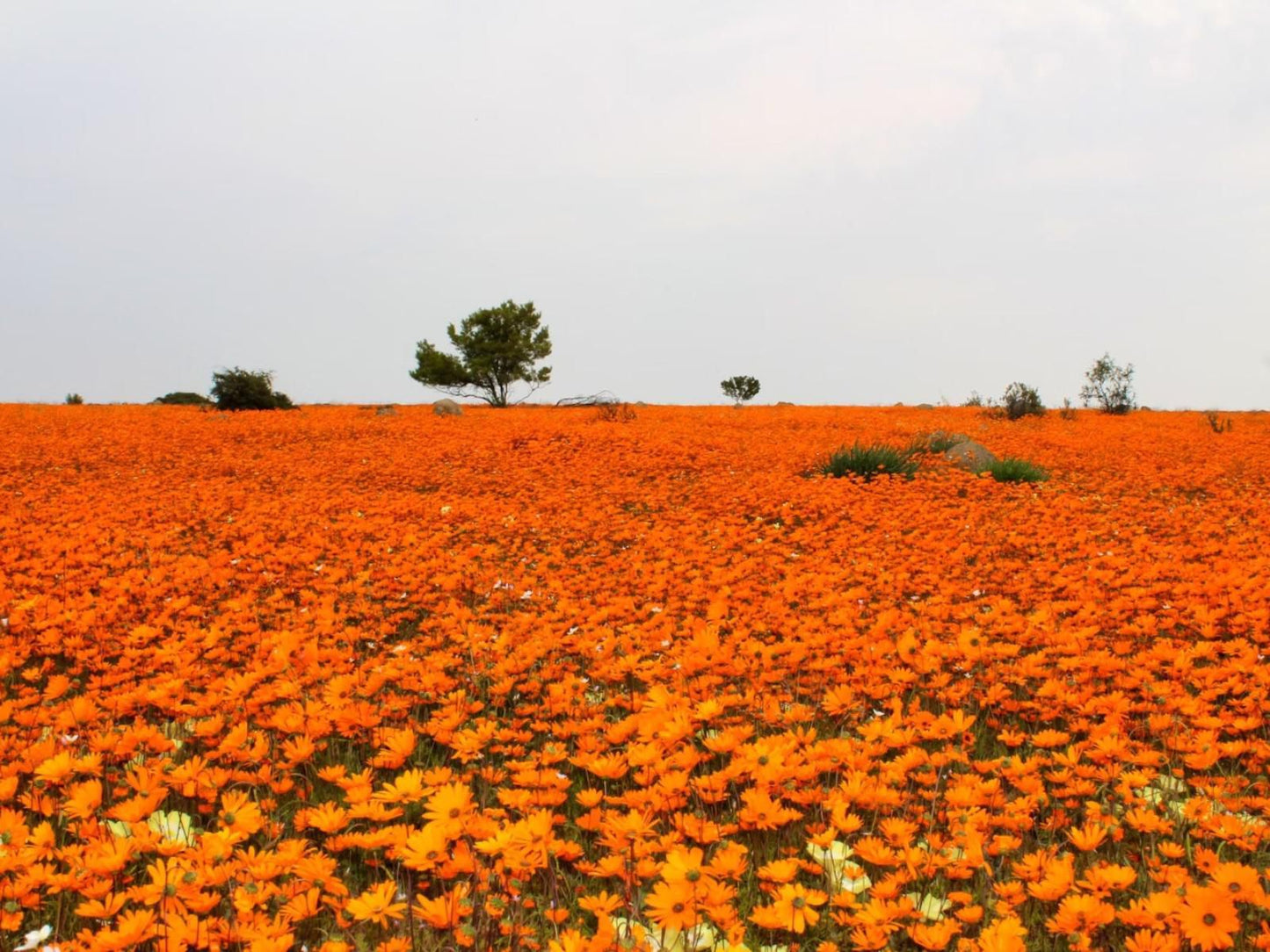 Sperrgebiet Lodge Springbok Northern Cape South Africa Field, Nature, Agriculture, Plant, Lowland