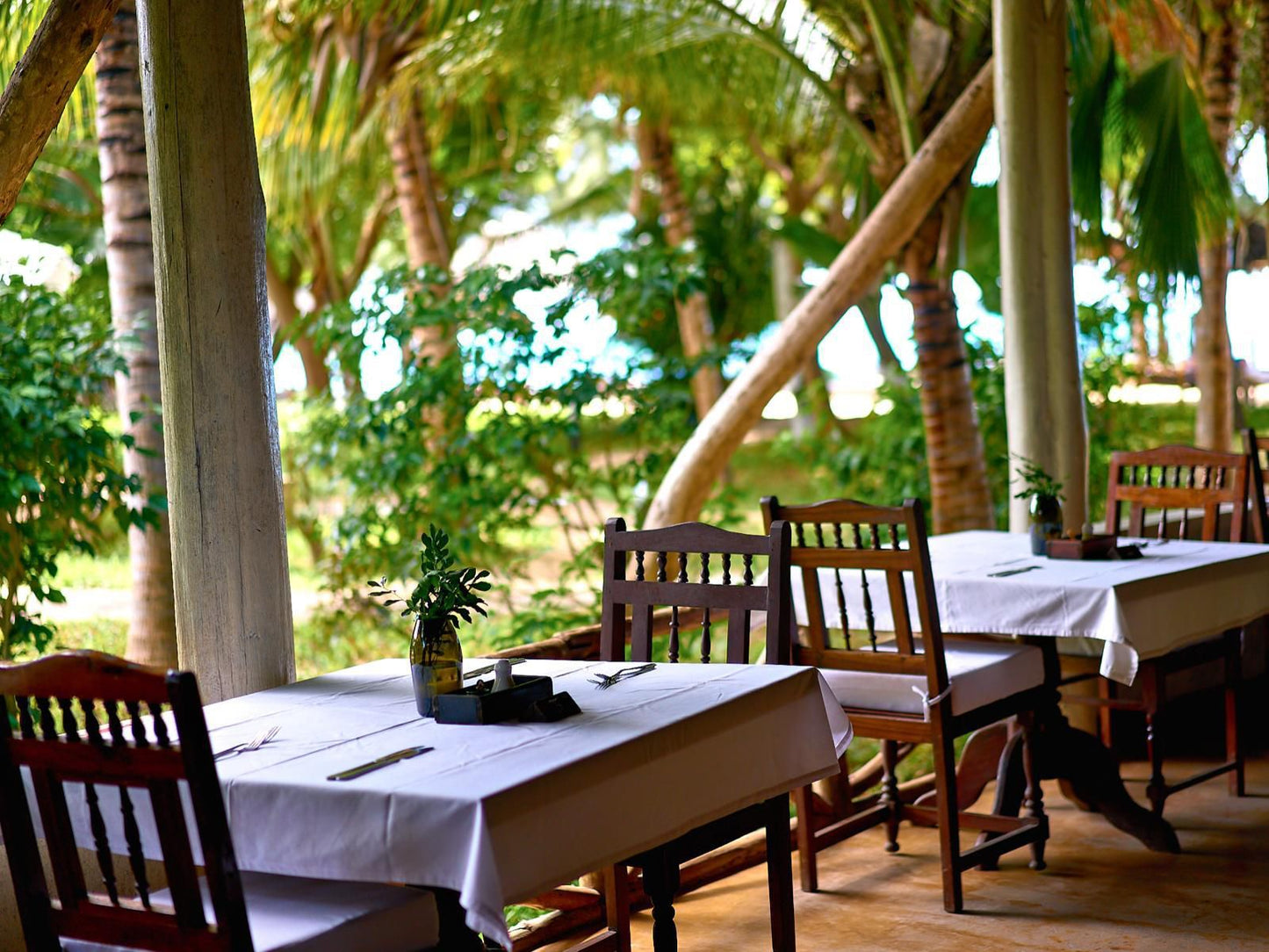 Spice Island Hotel & Resort, Palm Tree, Plant, Nature, Wood