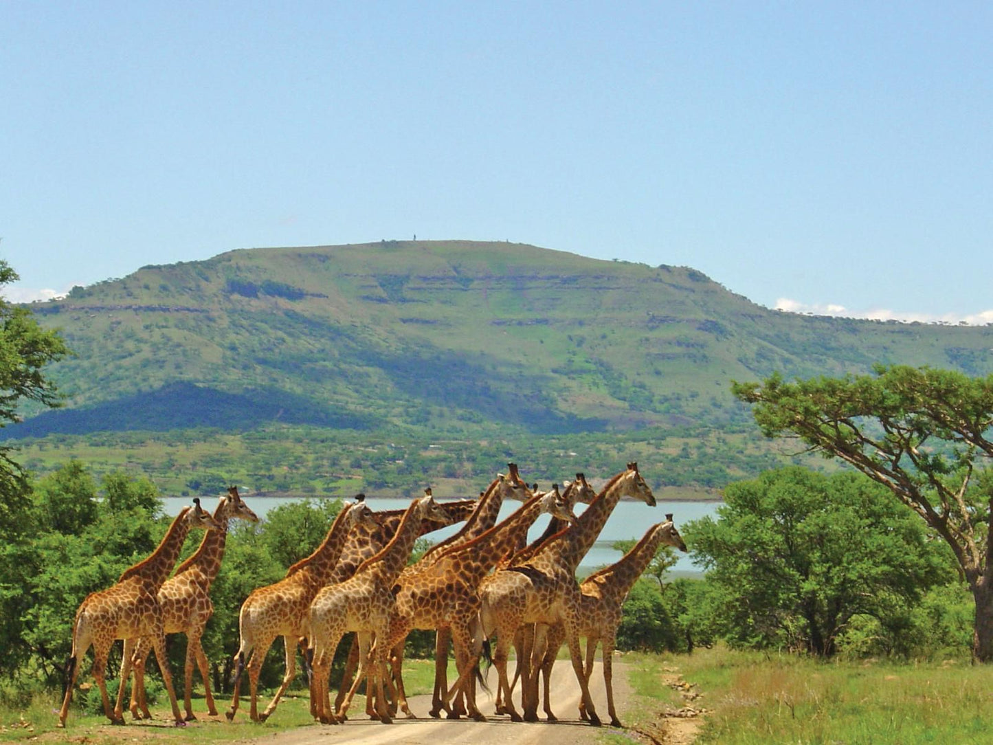 Spion Kop Lodge Winterton Kwazulu Natal South Africa Complementary Colors, Giraffe, Mammal, Animal, Herbivore